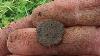 1 700 Years Old Roman Coin Found